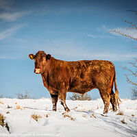 Buy canvas prints of Majestic Sussex Cow in Snow by Jeremy Sage