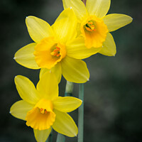 Buy canvas prints of Miniature spring daffodils by Jeremy Sage