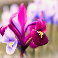 Buy canvas prints of Vibrant Miniature Iris Blooms by Jeremy Sage