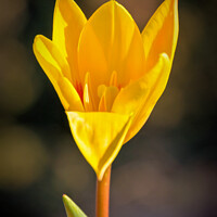 Buy canvas prints of Yellow flower by Jeremy Sage
