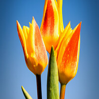 Buy canvas prints of Vibrant Trio in Bloom by Jeremy Sage