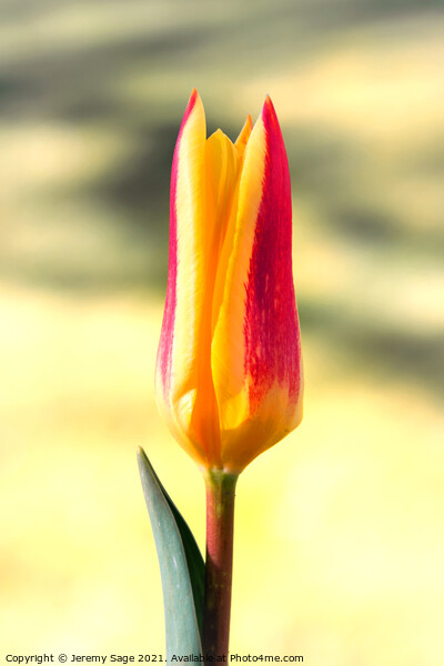 Tulip flower Picture Board by Jeremy Sage