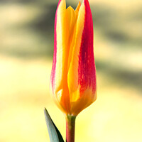 Buy canvas prints of Tulip flower by Jeremy Sage