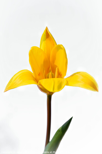 The yellow tulip Picture Board by Jeremy Sage