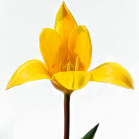 Buy canvas prints of The yellow tulip by Jeremy Sage