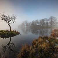 Buy canvas prints of Sunrise through the mist on Rydal WaterPlant tree by Martin Lawrence