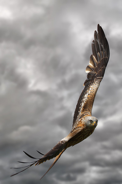 A Red Kite in flight Framed Mounted Print by Martin Lawrence