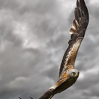 Buy canvas prints of A Red Kite in flight by Martin Lawrence