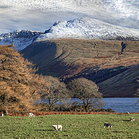 Buy canvas prints of Snow on the Scafell Massif and Lingmell in the Eng by Martin Lawrence