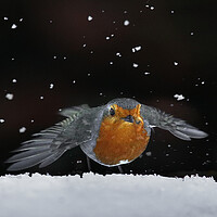 Buy canvas prints of Robin amongst the snow by Martin Lawrence