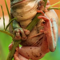 Buy canvas prints of tree frog by JASON GARTON