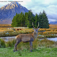Buy canvas prints of Deer at Glencoe by phil pace