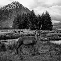 Buy canvas prints of Deer at Glencoe in B&W by phil pace