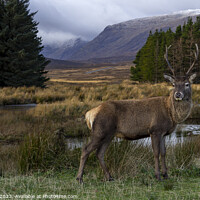 Buy canvas prints of Deer at Glencoe by phil pace