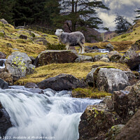 Buy canvas prints of Blea Tarn Waterfall by phil pace