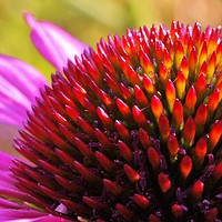Buy canvas prints of coneflower fingers by phil pace