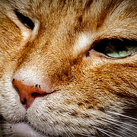 Buy canvas prints of Whiskers by phil pace