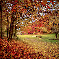 Buy canvas prints of Fallen leaves by phil pace