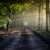 Buy canvas prints of Mr Fox by phil pace