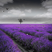 Buy canvas prints of Lavender Fields by phil pace