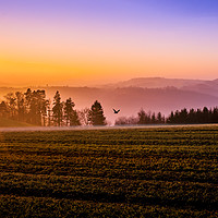 Buy canvas prints of Mist at Dawn by phil pace