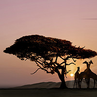 Buy canvas prints of Giraffes at Sunset by phil pace