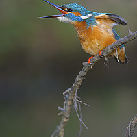 Buy canvas prints of Common Kingfisher by Corné van Oosterhout