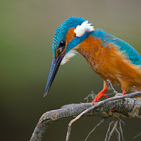 Buy canvas prints of Common Kingfisher by Corné van Oosterhout