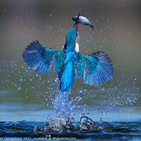 Buy canvas prints of Kingfisher emerging from the water with a fish by Corné van Oosterhout