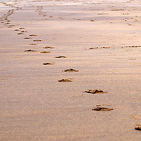 Buy canvas prints of footprints by Marc Lawrence