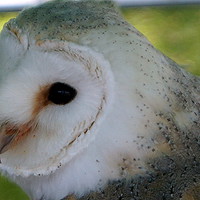 Buy canvas prints of Barn Owl  by Marc Lawrence