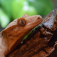 Buy canvas prints of Crested Gecko - Happy Chappy! by Kieren Brown