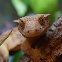 Buy canvas prints of Crested Gecko - Smiles all round by Kieren Brown