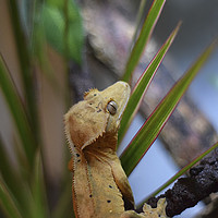 Buy canvas prints of Crested Gecko - Happy Chappy! - 2 by Kieren Brown
