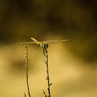 Buy canvas prints of Dragonfly of Gozo by Kieren Brown