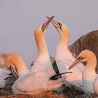 Buy canvas prints of Gannets in Evening Light by Norman Ferguson