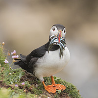Buy canvas prints of Puffin with 9 sand eels by Norman Ferguson
