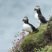 Buy canvas prints of Two Puffins on cliff edge by Norman Ferguson