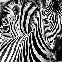 Buy canvas prints of Zebra study by Norman Ferguson