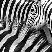 Buy canvas prints of Zebra Close up by Norman Ferguson