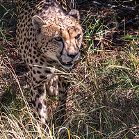 Buy canvas prints of Cheetah in dappled light by Norman Ferguson