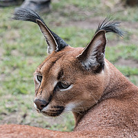 Buy canvas prints of CARACAL CAT by Norman Ferguson