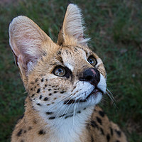 Buy canvas prints of SERVAL CAT by Norman Ferguson