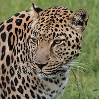 Buy canvas prints of Leopard up close by Norman Ferguson