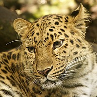 Buy canvas prints of Amur Leopard by Darren Johnson