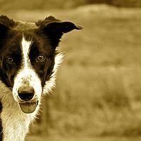 Buy canvas prints of Border Collie Farm Dog by Darren Johnson