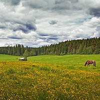 Buy canvas prints of Two Horses On A Summer Field by Jukka Heinovirta