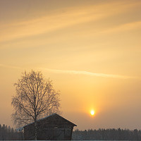 Buy canvas prints of Birch Tree And A Barn In The Sunrise by Jukka Heinovirta