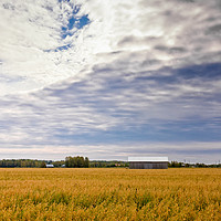 Buy canvas prints of Clouds Over The Oat Fields by Jukka Heinovirta