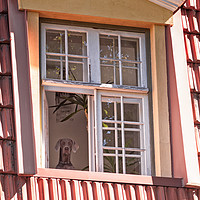 Buy canvas prints of Dog Looking Out The Window by Jukka Heinovirta
